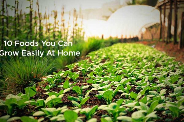 10 Foods You Can Grow Easily At Home