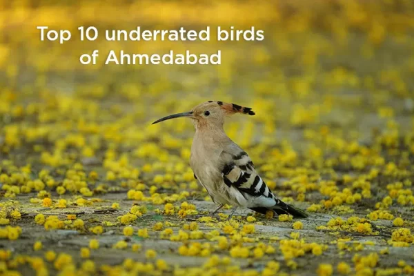 Top 10 underrated birds of Ahmedabad