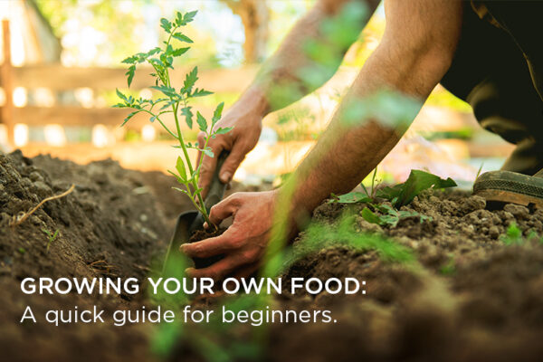 GROWING YOUR OWN FOOD: A Quick Guide For Beginners