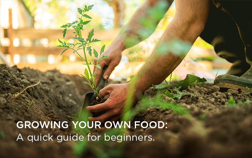 GROWING YOUR OWN FOOD: A quick guide for beginners